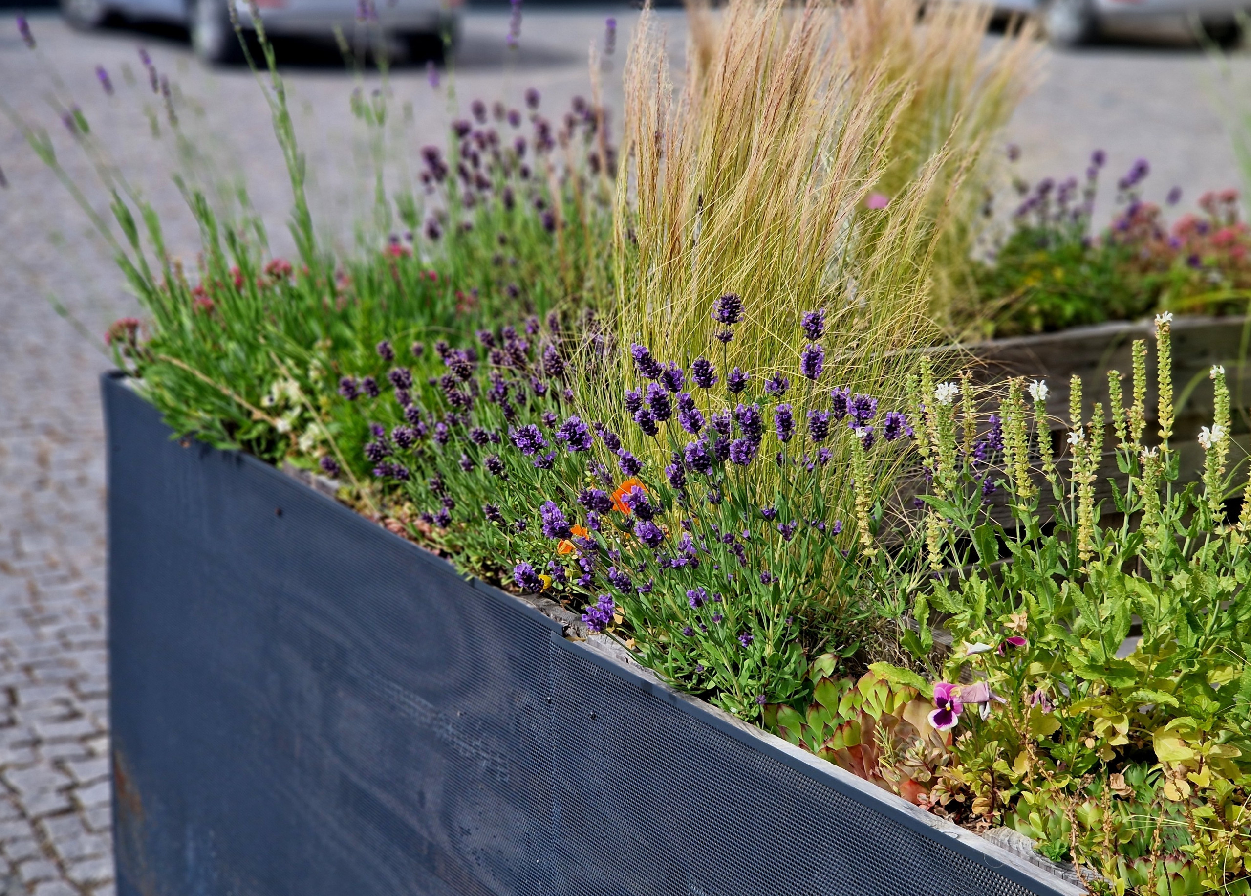 Potted lavender for a patio